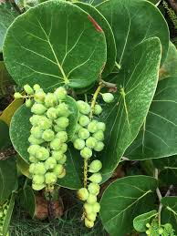 Image result for Coccoloba uvifera