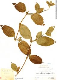 Image result for Sabicea