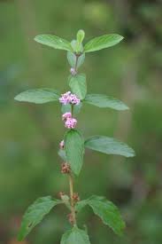 Image result for Lippia woodii