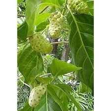 Image result for Morinda