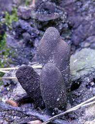 Image result for Xylaria polymorpha