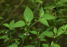 Image result for Solanum richardii