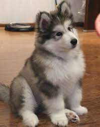 Why buy an alaskan malamute puppy for sale if you can adopt and save a life? Alaskan Malamute Puppies For Sale Asiapets In