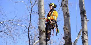 Maybe you would like to learn more about one of these? Urban Forestry Arboriculture Ontario College Certificate Full Time Program Course Pembroke