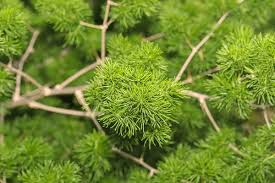 Image result for Asparagus macowanii