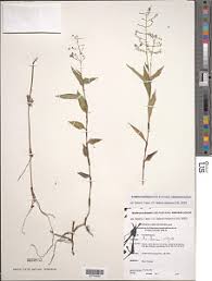 Image result for Aneilema umbrosum
