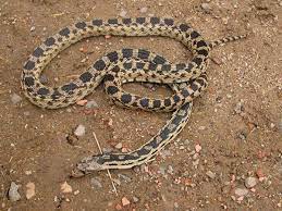 Great Basin Gopher Snake Utah S Hogle Zoo Snake Great Basin Gopher