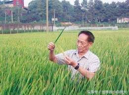 ⇒ 杂交水稻 (zájiāo shuǐdào) rice hybrid. ä¸­åœ‹æœ€å‰å¤§çš„ç§'å­¸å®¶ä¹‹é›œäº¤æ°´ç¨»ä¹‹çˆ¶è¢éš†å¹³ æ¯æ—¥é ­æ¢