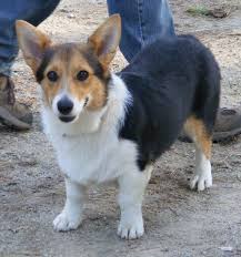 Black And White Cardigan Welsh Corgi Puppy Pin By Amanda Irvin On Cute Wittle Puppies Corgi Welsh Corgi Pembroke Welsh Corgi