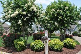 Natchez Crape Myrtle Landscape Design Landscaping Inspiration Backyard Landscaping