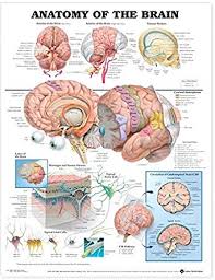 Anatomy Of The Brain Anatomical Chart Anatomical Chart