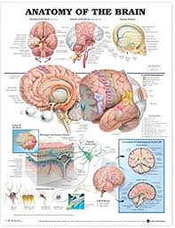 anatomy of the brain anatomical chart anatomical chart