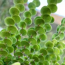 Image result for Cliffortia