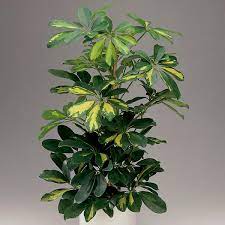 Its close relative schefflera actinophylla) has to carefully planted because of its invasive nature and is seen as a weed in certain places. Schefflera Arboricola Hawaiian Umbrella Tree Gold Capella Schefflera Arboricola My Garden Life