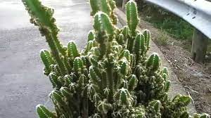It's been neglected in terms of watering/bad lighting/falls. 8 10 Yr Old Fairy Castle Grown Indoors Until Spring 2014 Youtube
