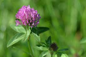 Share your photographs of ontario's wild flowers, other provinces welcome! Edible Wild Flowers Tasty Ways To Harvest And Eat Them Squamish Homes And Condos For Sale