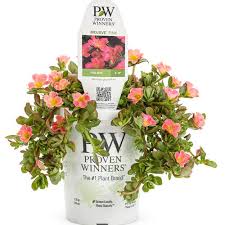 Image result for Chassalia umbraticola