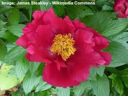 My pink peonies are about 100 feet away. Types Of Peonies With Gorgeous Flowers Color Picture Name