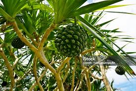 Image result for Pandanus odoratissimus