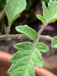 Image result for BLACKFLY ON TOMATO PLANTS