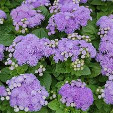 Image result for Ageratum