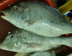 Ikan kakap putih adalah ikan hemaprodit, atau dapat berganti kelamin. Ikan Kakap Putih Shopee Indonesia
