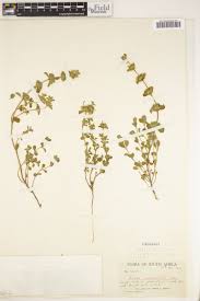 Image result for Leucas sexdentata