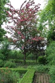 Einer Der Beliebtesten Kleinbaume Ist Der Echte Rotdorn Crataegus Laevigata Paul S Scarlet Besonders Hubsch Sind Seine Haus Baume Bepflanzung Baumgarten