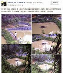 Tips bikin baja/umpan ikan talapia hitam dan merah mp3 duration 4:09 size 9.50 mb / addy channel 12. Ikan Talapia Diberi Makan Babi Sebagai Makanan Ikan Daengselili Net