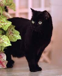 I paired them with movie characters and creators for some cinematic. India Cat Wikipedia