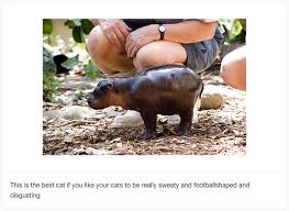This Worst Cats Tumblr Has Some Gross Misconceptions About Cats Baby Animals Funny Baby Animals Baby Hippo