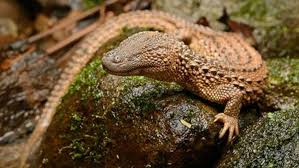 Where The Wild Things Are Keeping Endangered Species Under Wraps Monitor Lizard Lizard Reptiles And Amphibians