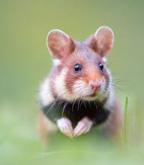 The Beauty Of Wildlife Wild Hamsters Cute Hamsters Hamster