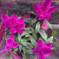 Growing Celosia Argentea In 2020 Flower Seedlings Flower Farm Annual Plants
