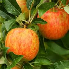 (7 days ago) many apple trees (malus spp.) can pollinate honeycrisp, but the right match for your honeycrisp apple tree pollination depends on your tastes and your location. A Guide To Honeycrisp Apple Trees This Old House