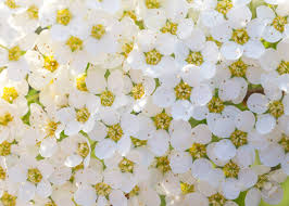 Check spelling or type a new query. Pretty White Flowers Blooming In A Garden Summer Or Spring Background Stock Photo Picture And Royalty Free Image Image 101230263