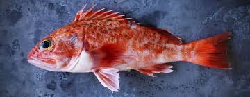 We did not find results for: Ocean Perch 121