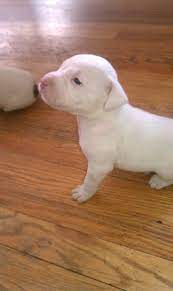 Red Nose Pitbull Puppies White Red Nose Pitbull Puppies Pitbull Puppies Pitbulls