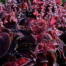 Image result for Coleus betonicifolius
