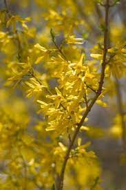 These spring flowers are beautiful and we are very pleased to present them this year. Forsythia Bushes Tips For The Care Of Forsythia