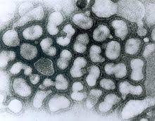 Fågelinfluensa, eller fågelinfluensa, avser en grupp sjukdomar som härrör från infektioner med specifika vi beskriver också symtom, orsaker och behandlingar av h5n1 fågelinfluensa. Fagelinfluensa Wikipedia