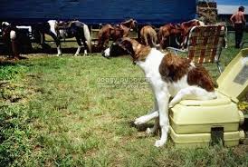 kak priuchit sobaku k tualetu top 10 poleznyh sovetov