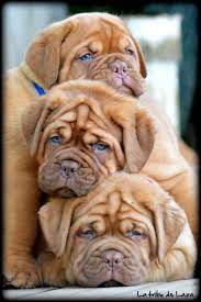 Dogue De Bordeaux Baby Animals Puppies Cute Dogs