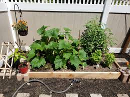 Garden compost consists of yard scraps, such as leaves, grass clippings and brush. My Zucchini Plant Is Starting To Overtake Other Plants In My Garden Is It Ok To Trim The Leaves That Dont Have Fruit Attached I Have About 5 Small Zucchini Growing Now
