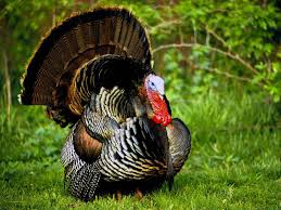 Turkey Bird Computer Wallpaper 50688 Turkey Bird Pictures Of Turkeys Bird