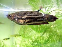 Recognizing The Female Fighter Fish Ready For Breeding