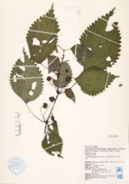 Image result for Lecanthus peduncularis