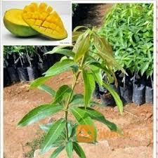 Berdasarkan jabatan pertanian negeri perlis, pokok mangga harum manis memerlukan musim kemarau iaitu dari januari hingga mac untuk berbunga (stress period). Anak Pokok Mangga Harum Manis Benih Toko