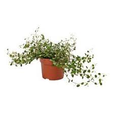 Plants And Plant Pots From 0 65 Shop At Ikea Plants Indoor Plants Potted Plants