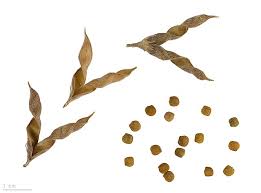 Image result for Argyrolobium rupestre